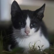 Kitten Stranded On a Billboard Rescued By Determined Family