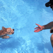 Little Dog Uses The Filter To Exit The Pool Whenever He Wants