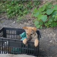 Man Rescues Abandoned Puppy Discarded In A Black Crate