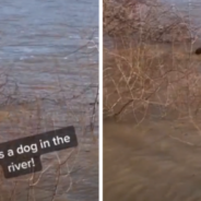 Man Saves A Dog Struggling To Swim In The Middle Of An Icy River