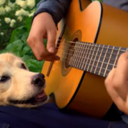 Maple The Guitar Loving Dog Has Passed Away