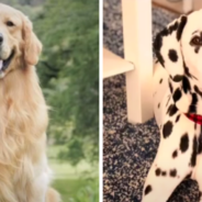 Meet Oakley, The Long-Haired Dalmatian That Looks Like A Golden Retriever