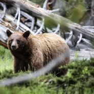 National Park Service Reminds People Not To Use Friends As Bear Bait