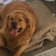 Obese Golden Retriever Makes Massive Weight Loss Transformation