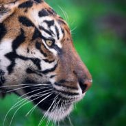 One Of The Most Elusive Tiger Poachers In Bangladesh Has Been Brought Down