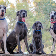 Photographer Shares How They Got Five Great Danes To Pose For A Photo