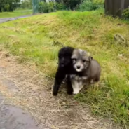 Puppies Abandoned In A Massive Rainstorm Get A Second Chance At Life