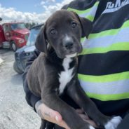 Puppies Saved from Being Crushed at Gravel Pit Are Now Fighting for Their Lives