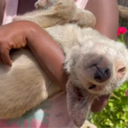 Puppy Rescued On The Brink Of Death Makes An Incredible Transformation