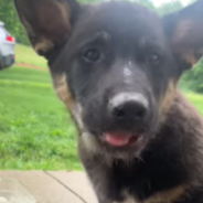 Puppy Shares His Dinner With Wild Raccoons