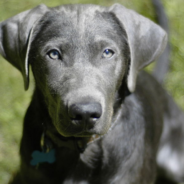 Puppy Wakes Up Extra Early So He Can Go Swimming In His New Pool