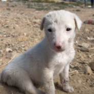 Puppy Whose Tail Was Cut Off With Scissors Finds A Loving Forever Home