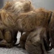 Rescue Dog Has Six Pounds Of Matted Fur Removed