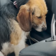 Rescue Dog Stared At Wall For Hours Until He Realized He Was Safe