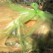 Rescuers Find Puppy In A Trash Bag And Do Everything They Can To Save Her