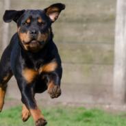 Rottweiler And Toddler Jump On The Trampoline Together