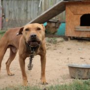 Scarred Dogs Wag Their Tails As They Are Rescued From Dogfighting Operation In North Carolina