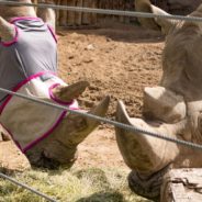 Senior Rhino At Utah Zoo Receives Custom Mask To Help With Allergies