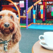 Soft Play Center In The UK Is Now Allowing Dogs