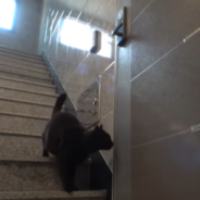 Stray Cat Makes Daily Visits To A Strangers House By Learning The Door Code