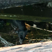 Stray Dog Rescued From Canal By Kind Firefighter