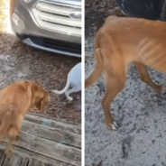 Stray Dog Walks To A Stranger’s House And Asks To Be Adopted