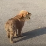 Stray Puppies Searches For Someone To Give Him A Home