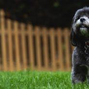 Terrified Shih Tzu Blossoms and Becomes Veteran Traveler with New Forever Family