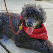 Therapy Dog Retires After 8 Years Of Serving Medical Patients