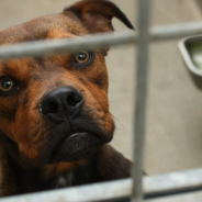 Timid Dog Can’t Stop Shaking After Being Dumped At A Shelter