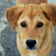 U.S. Plans To Suspend Import Of Dogs From Over 100 Countries, Including Rescued Dogs