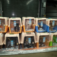 Update: Dogs Rescued From South Korean Slaughterhouses Arrive In U.S., Prepping For Adoption