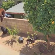 Viral Video Shows Brave Teen Shoving Brown Bear To Save Her Dogs