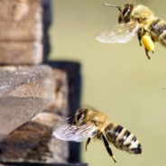 Will A Ban On These Dangerous Pesticides Save Earths Honeybees?