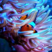 Will We Be Able To Save The Clownfish From Extinction Before It’s Too Late?