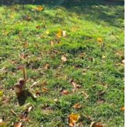 Woman Forms Strong Bond With Chipmunk Who Becomes Jealous If He’s Not The Center Of Attention