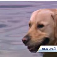 Woodchuck Hitches Ride To Shore On Golden Retriever’s Back