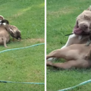 Adorable Duck Rough Houses With His Pit Bull Bestie