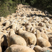 Aerial Time-Lapse Shows The Formations Of Over 1,000 Sheep