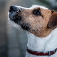 After Being Shot By An Angry Farmer, Dog’s Collar Saves Her Life