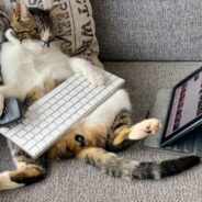 Agendas, resources and connection: Maddie’s Pet Forum has it all!