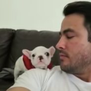 Baby Frenchie Reacts Adorably When Dad Says He Looks Handsome in His New Bandana