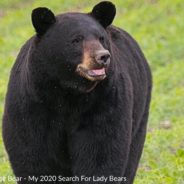 Beloved Black Bear Who Traveled Hundreds Of Miles Across The Midwest Euthanized