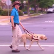 Beloved TV Star, Guide Dog, And K9 Has Passed Away