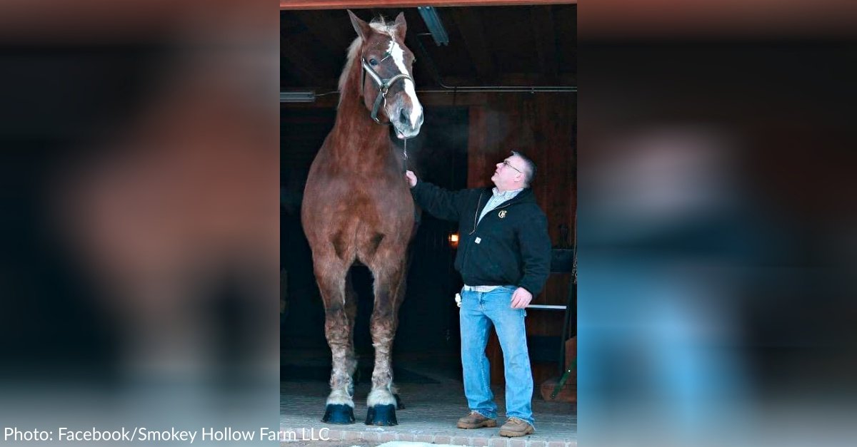 Big Jake, Once Known As The World’s Tallest Horse, Dies In Wisconsin ...