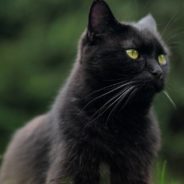 Black Cat Who Ended Up at Shelter Multiple Times Finally Gets a Lucky Break