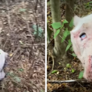 Blind Abandoned Pit Bull Is Looking For A New Family