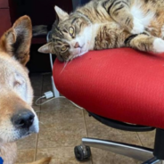 Blind Dog And His Support Cat Find A New Home Together