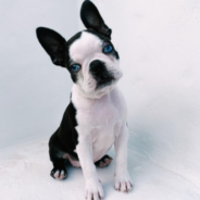 Blue-Eyed Boston Terrier Finds Forever Home