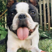 Boston Terrier Missing For 290 Days Gets Reunited With His Family